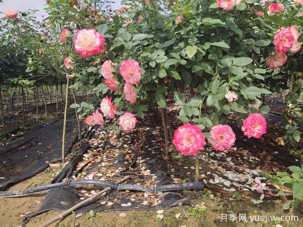 庭院首选棒棒糖树状月季，气质花卉，典雅大方(图1)