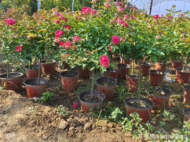 庭院首选棒棒糖树状月季，气质花卉，典雅大方(图3)