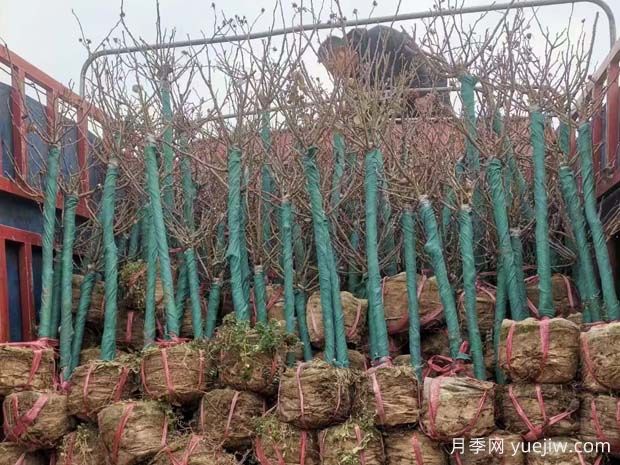 绿化栽苗木，挖土球的标准是什么？(图1)