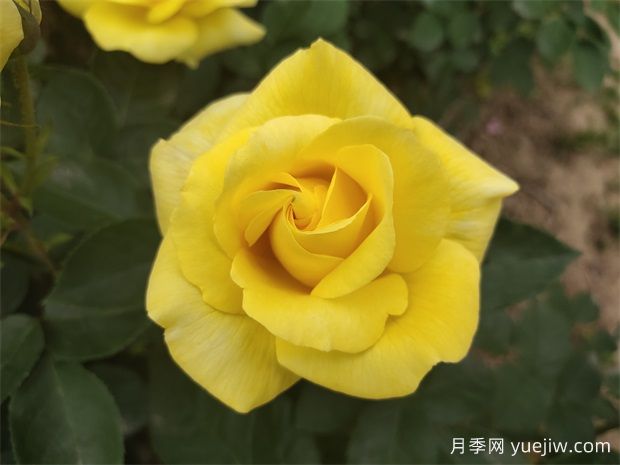 花友推荐的十大最好看月季品种，美不胜收(图2)