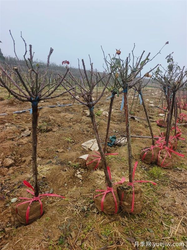 1000棵精品3公分月季树出发安徽绿化(图3)