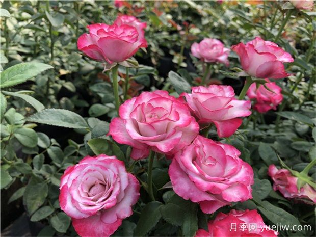 月季花养护：如何让您的月季繁花似锦(图2)