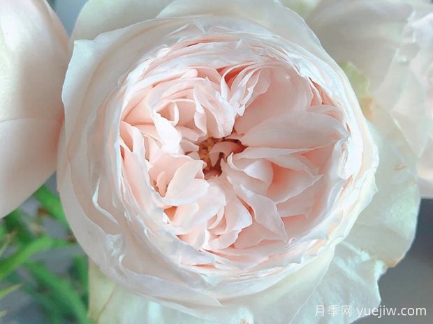 艾玛伍德豪斯月季/艾玛度假屋/艾玛木屋(图1)