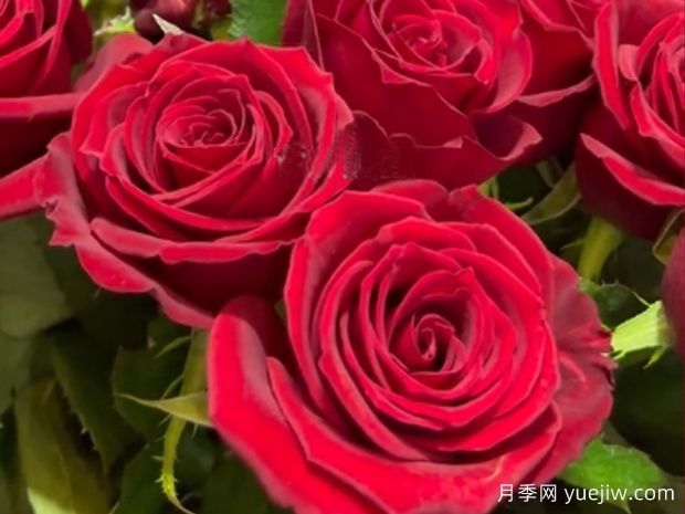玫昂红月季(图1)