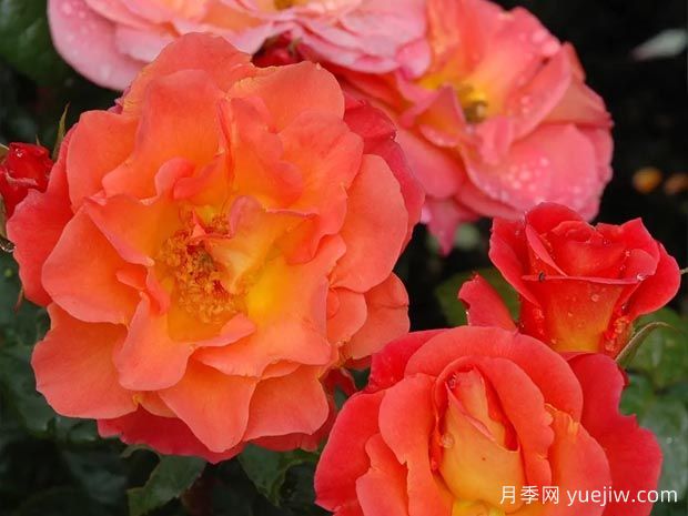 五月伊芙琳月季(图1)