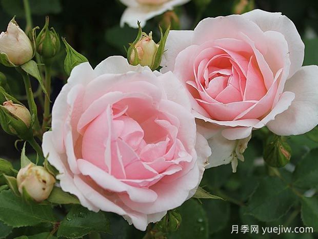 叙事曲月季(图2)