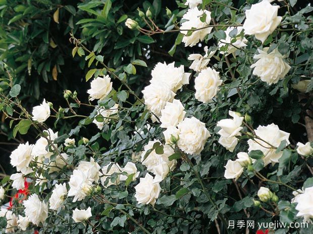 新雪月季(图1)