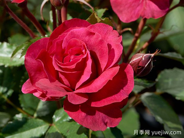 艾芙琳月季(图1)