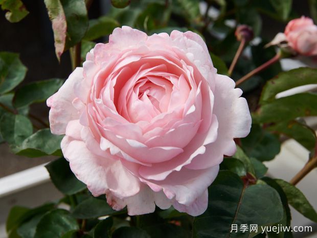 伊万卡月季(图1)