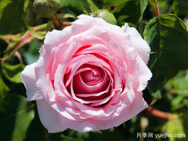 费德里克米斯塔尔月季(图2)