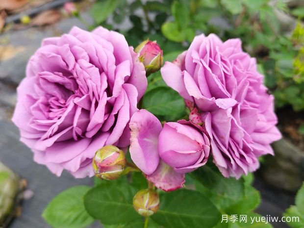 冬季养月季花,做好4点防护春季开满花(图1) 冬季养月季花,做好4点防护春季开满花(图1)