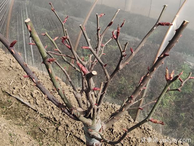 月季花冬季该如何修剪？苗壮枝多开花旺(图1)