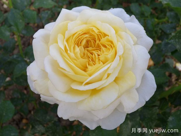 布列塔尼之花月季(图1)