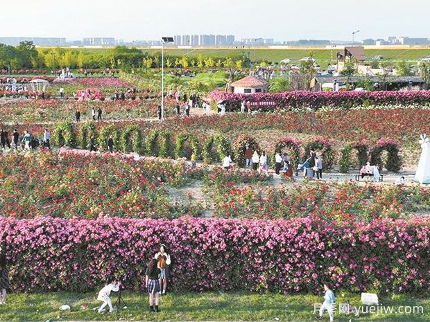 襄阳月季应用和月季景观(图2)