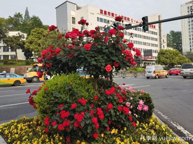 宜昌月季应用和月季景观(图4)