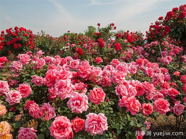 荆门月季应用和月季景观(图1)