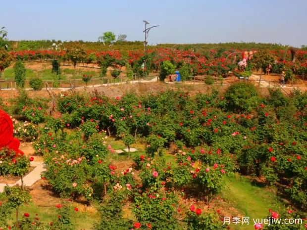 随州月季应用和月季景观(图3)