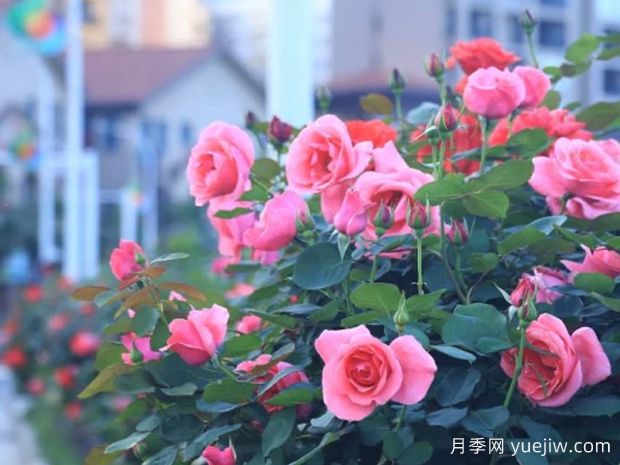 湘西月季应用和月季景观(图1)