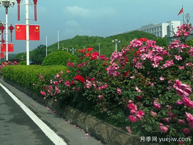 长沙月季应用和月季景观(图4)
