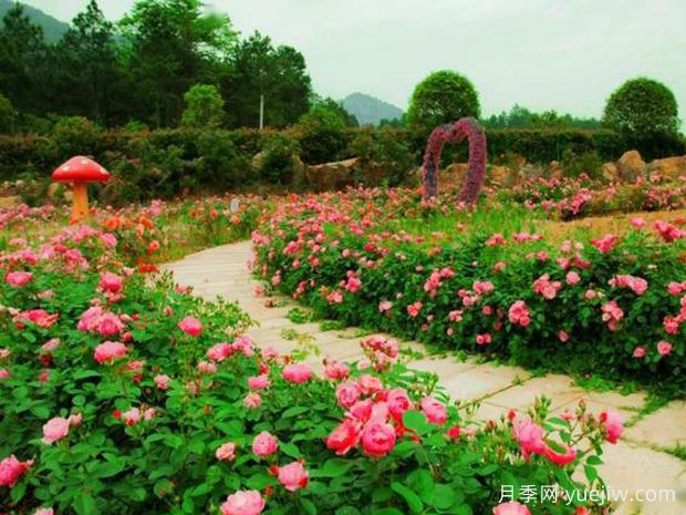 株洲月季应用和月季景观(图1)