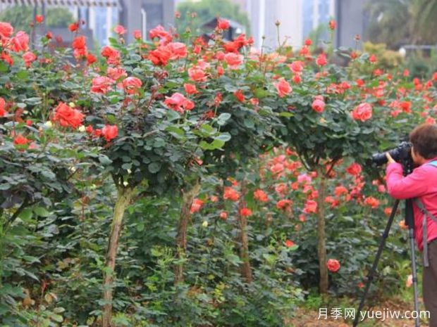 长沙月季应用和月季景观(图2)