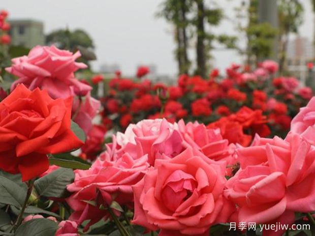 永州月季应用和月季景观(图2)