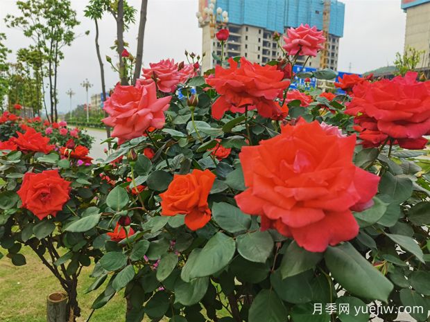 永州月季应用和月季景观(图1)