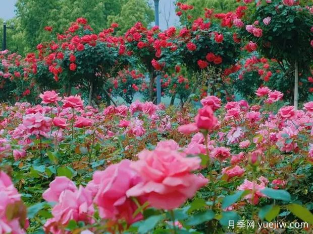 常德月季应用和月季景观(图1)