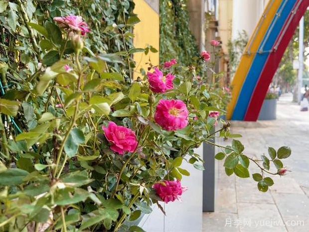 常德月季应用和月季景观(图2)