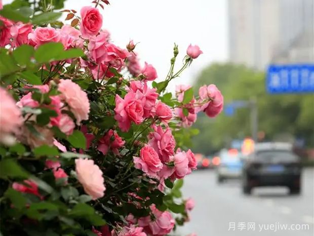 娄底月季应用和月季景观(图1)