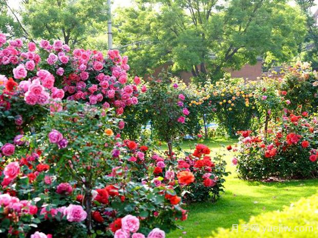 太原月季应用和月季景观(图2)