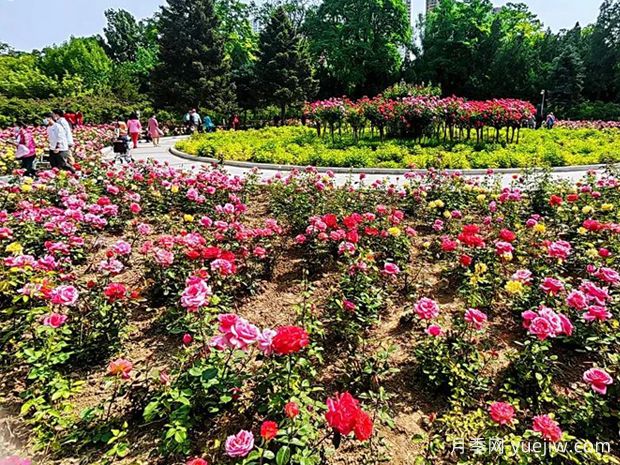 太原月季应用和月季景观(图4)