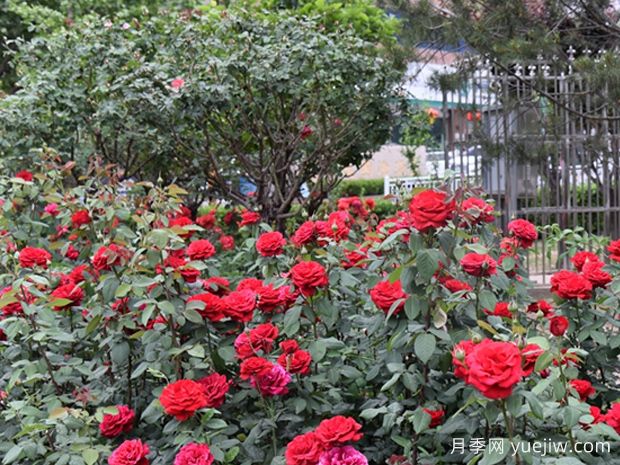 阳泉月季应用和月季景观(图2)