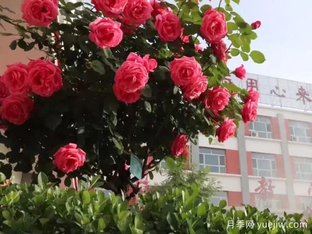忻州月季应用和月季景观(图1)