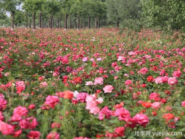 临汾月季应用和月季景观(图4)