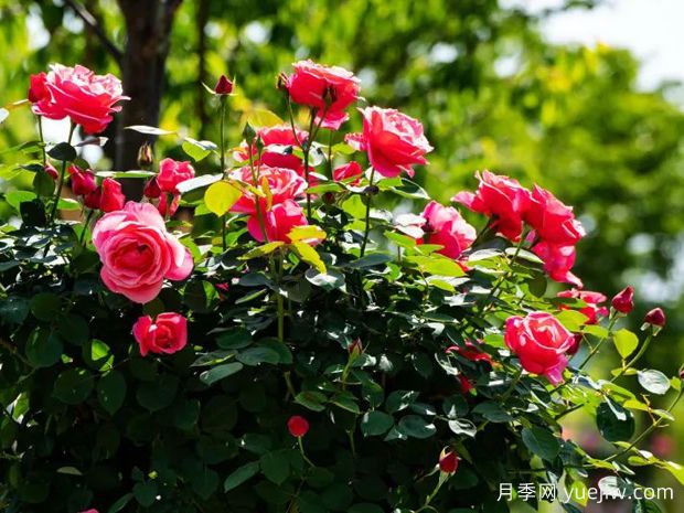 萍乡月季应用和月季景观(图2)