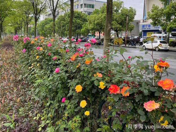 九江月季应用和月季景观(图3)