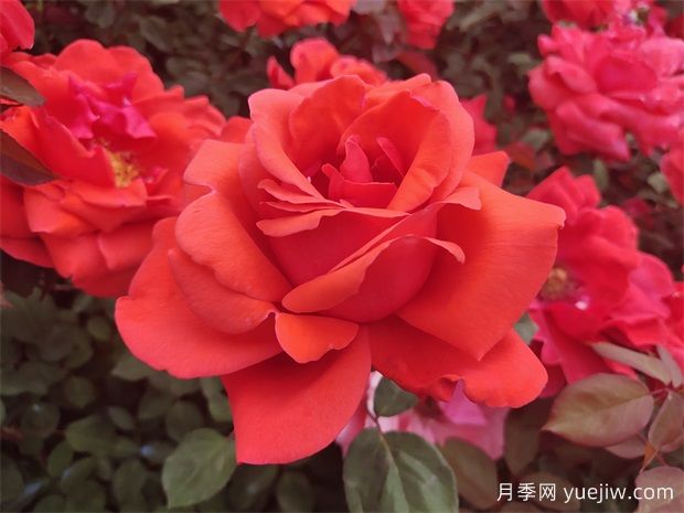 宜春月季应用和月季景观(图1)