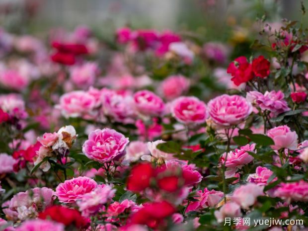 上饶月季应用和月季景观(图2)