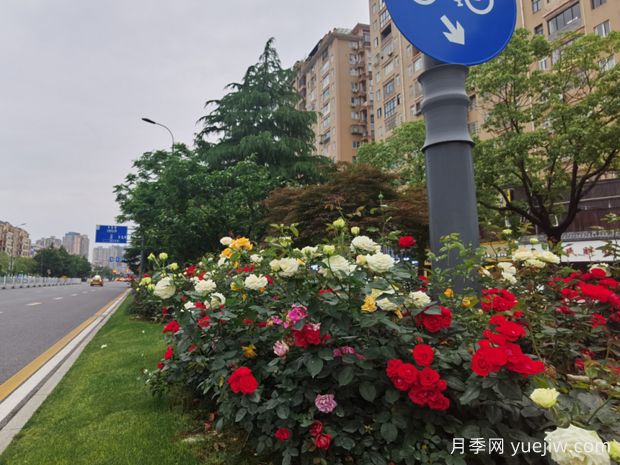 上饶月季应用和月季景观(图3)