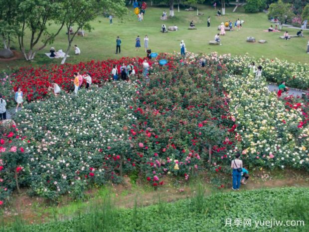 上饶月季应用和月季景观(图4)