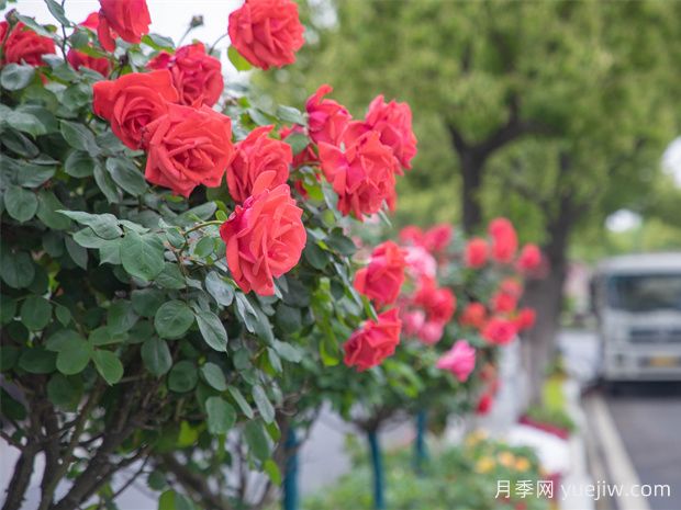 马鞍山月季应用和月季景观(图1)