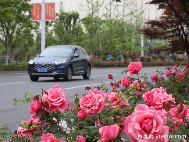 马鞍山月季应用和月季景观(图3)