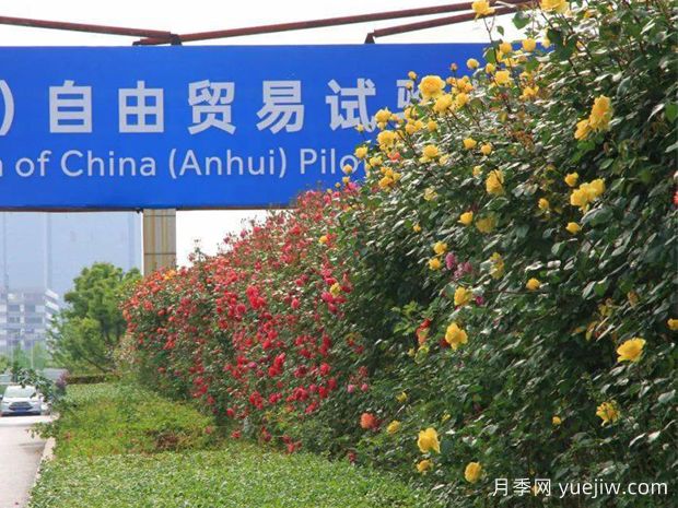 合肥月季应用和月季景观(图3)