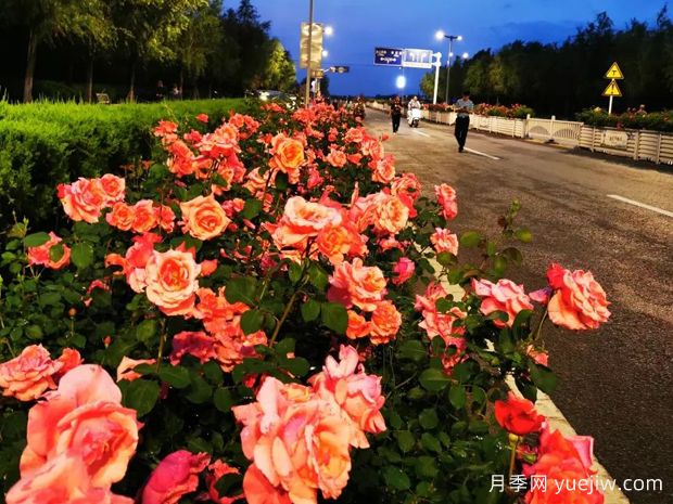 铜陵月季应用和月季景观(图3)