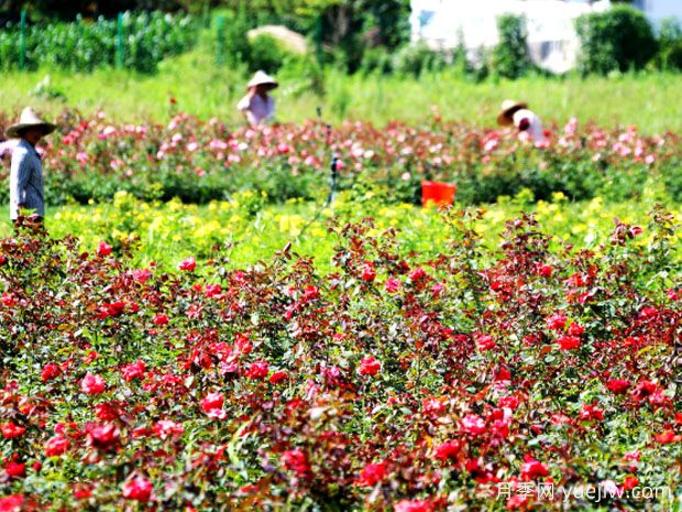 黄山月季应用和月季景观(图2)