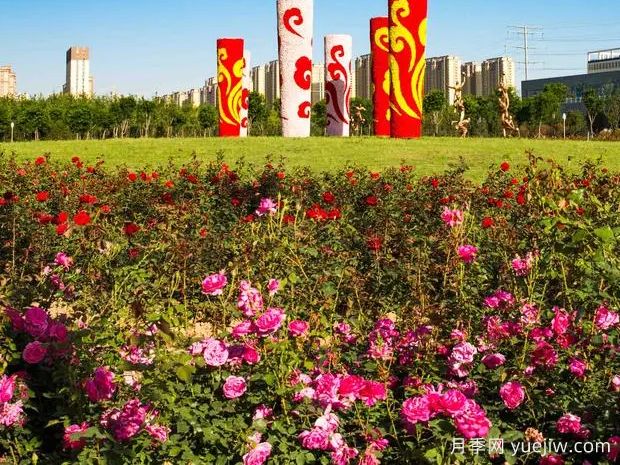 聊城月季市花文化和月季景观(图1)