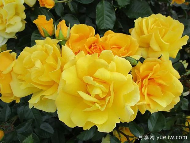 金克朗月季Goldkrone(图2)