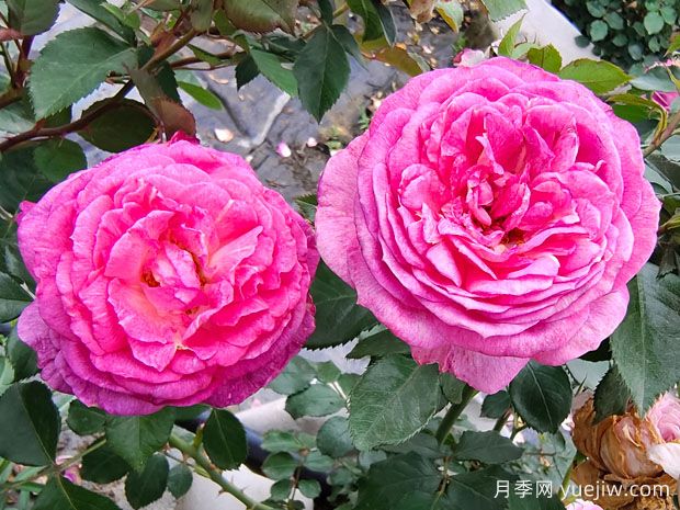 现代月季为什么会月月开花(图2)