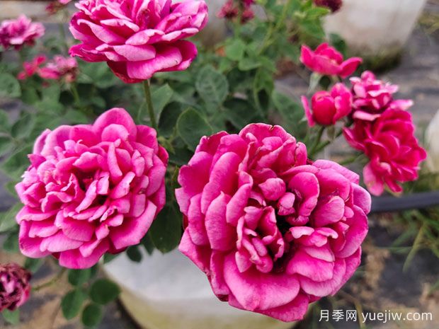 好养的4种月季花，可以种在阳台或庭院里(图1)